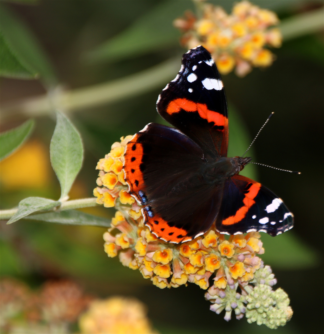 °° Sommervogel  °°