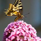 Sommervogel