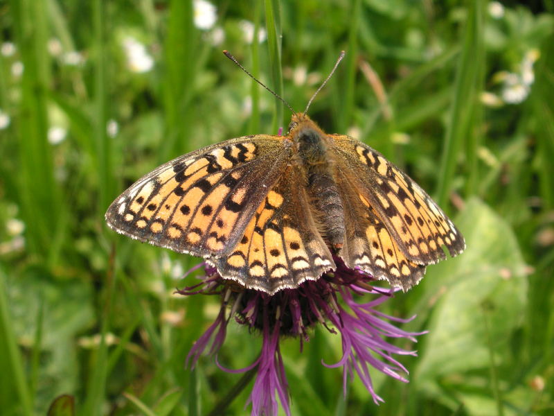 Sommervogel