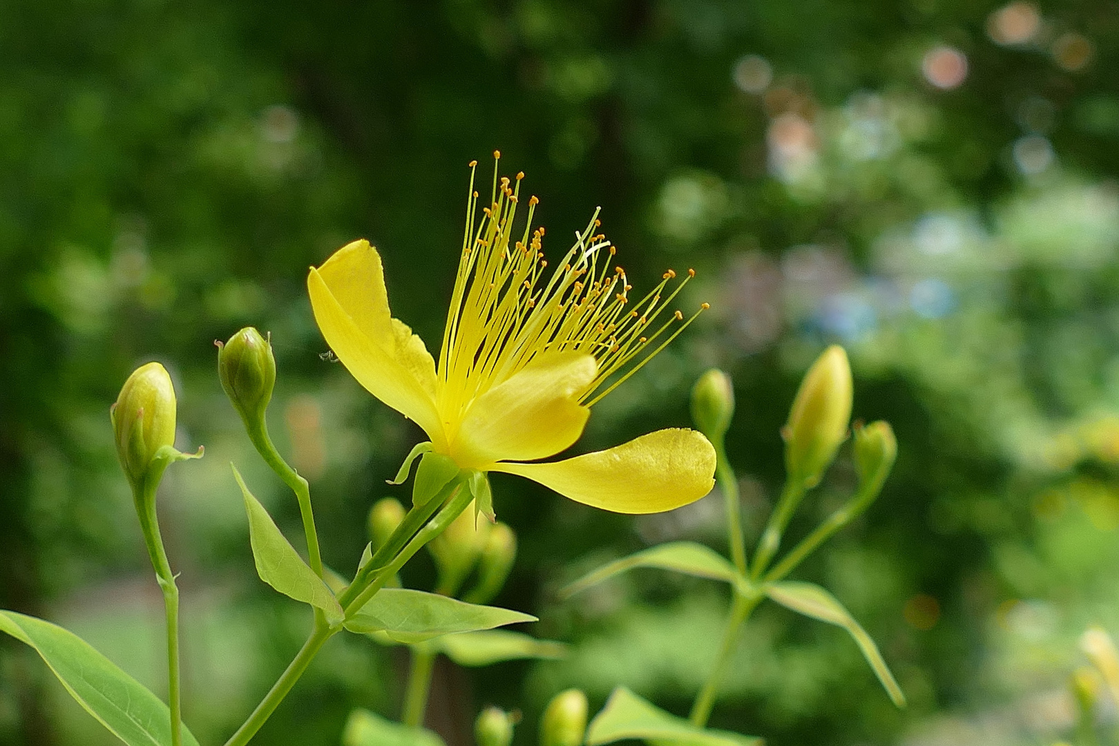 Sommervorfreude