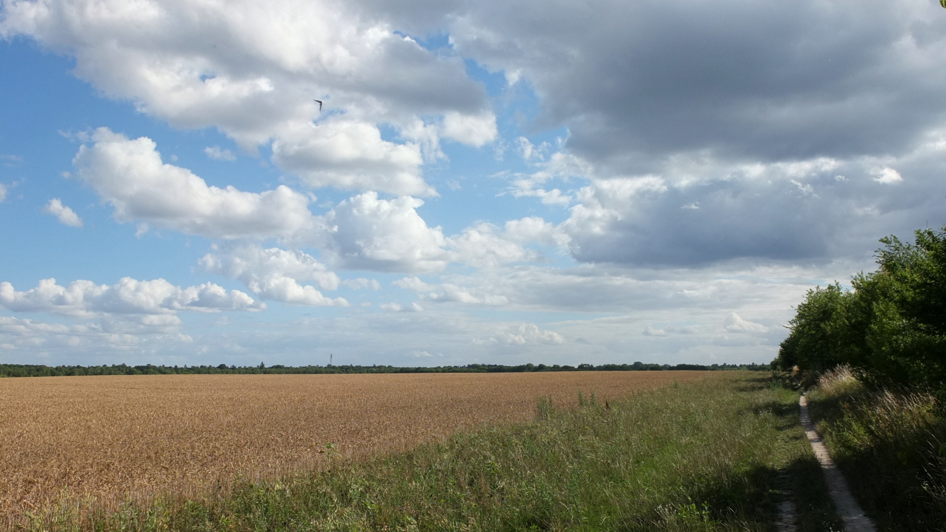 Sommerweg am Feld