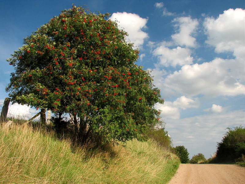 Sommerweg