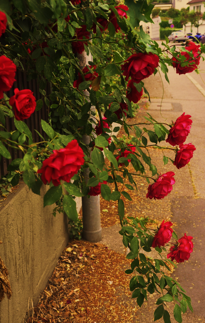 SOMMERWEGE DIE AN ROSEN ENTLANG FÜHREN