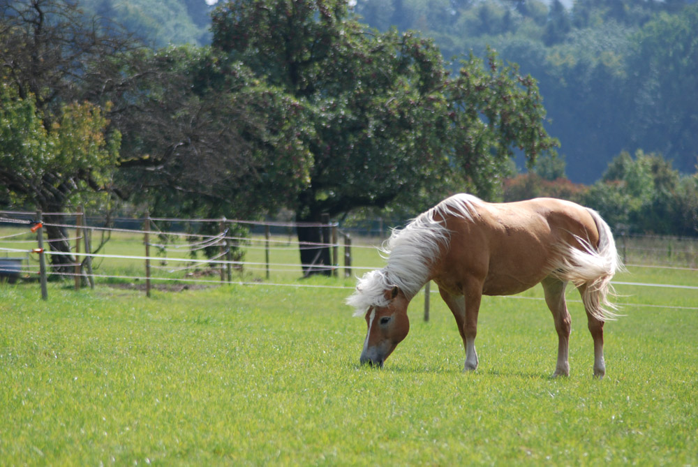 Sommerweide