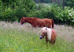 Sommerweide