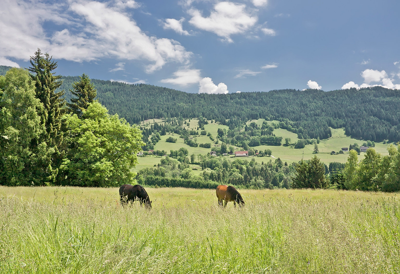 Sommerweide