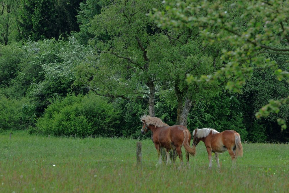 Sommerweide