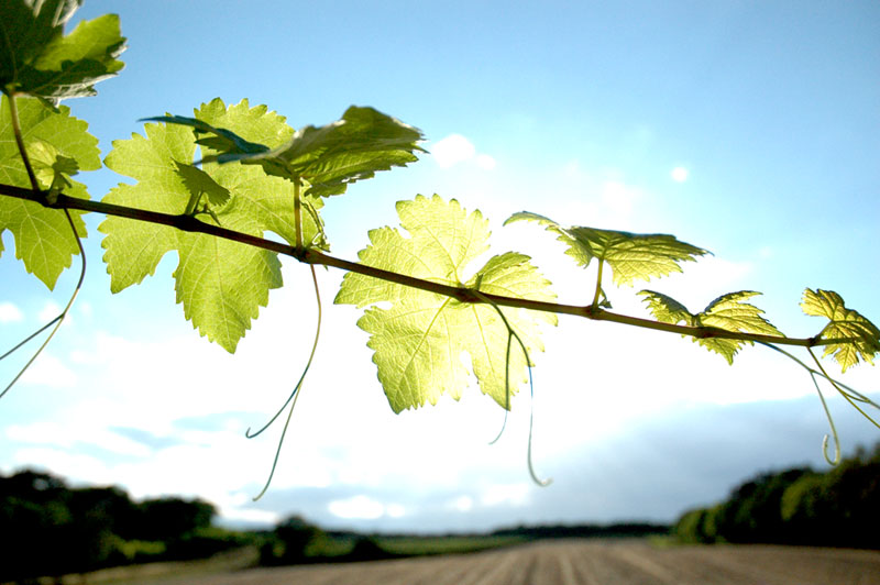 Sommerwein