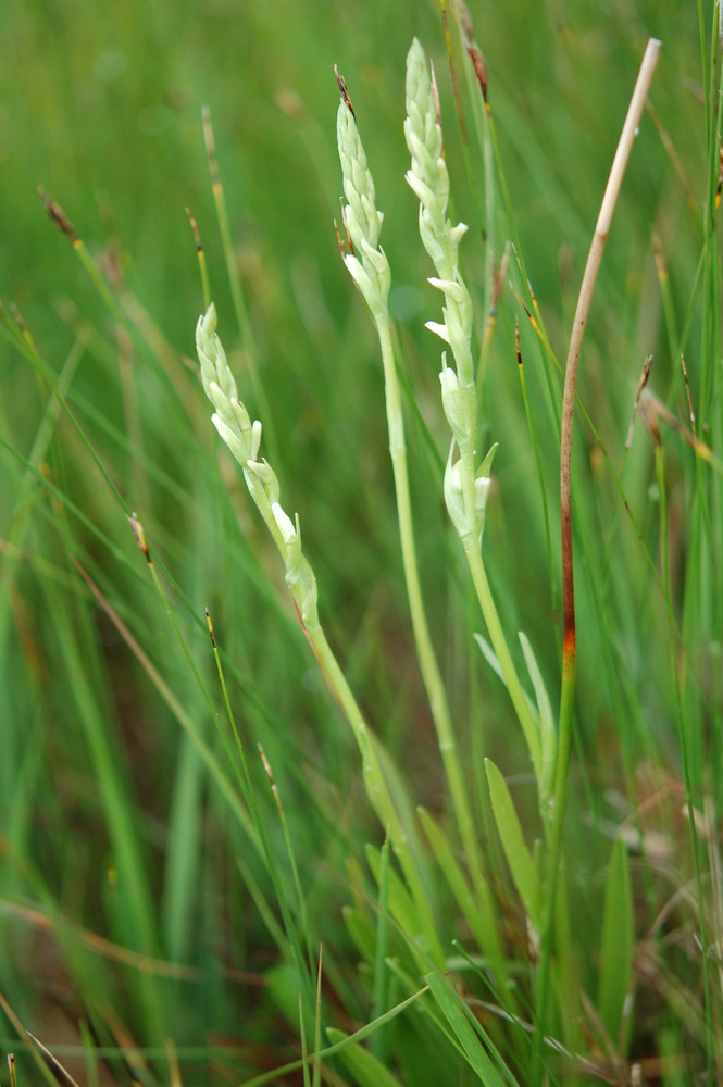 Sommerwendelähre (Spiranthes aestivalis) in Knospe