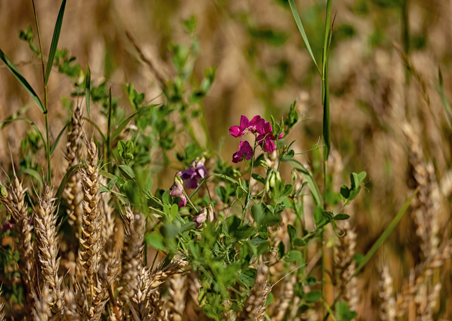 Sommerwicke in Winterweizen