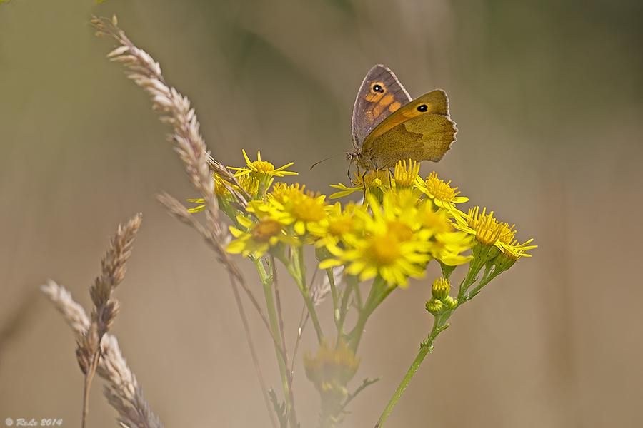 Sommerwiese...