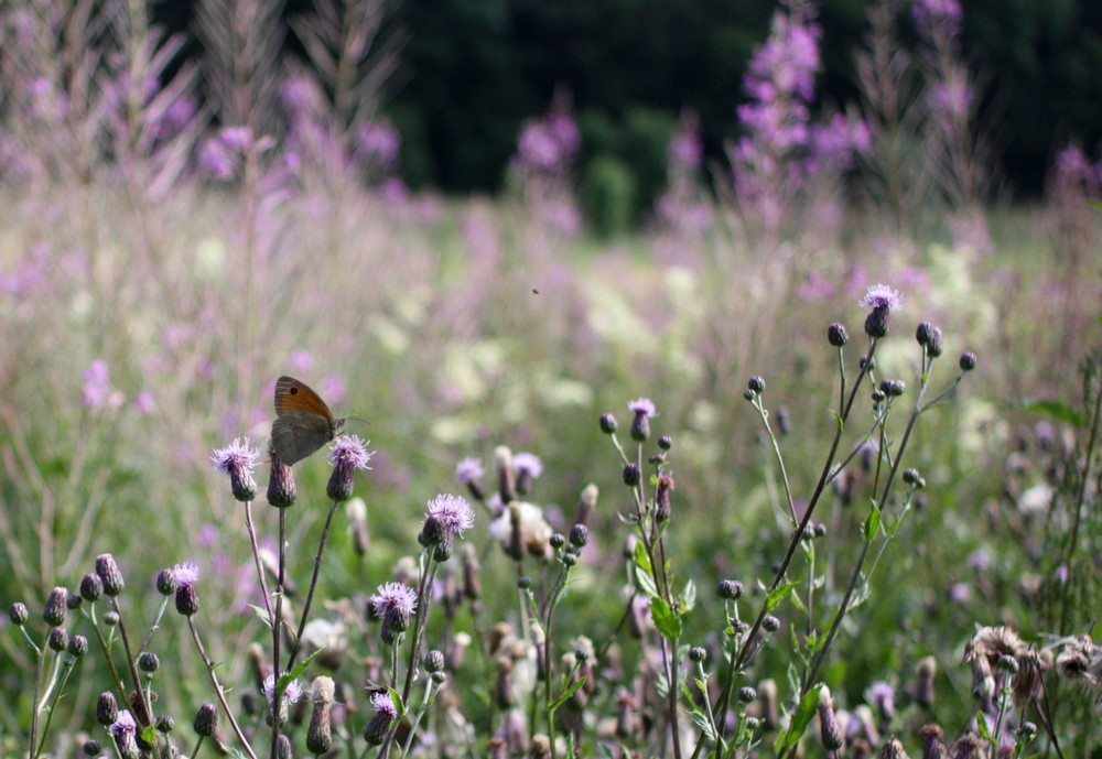 Sommerwiese