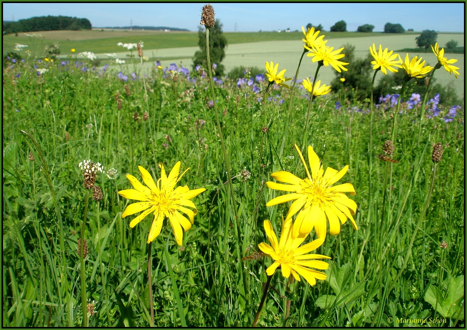 Sommerwiese...