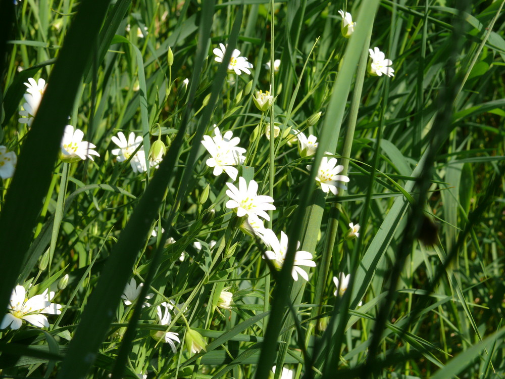 Sommerwiese