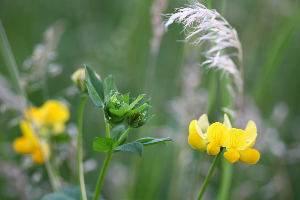 Sommerwiese