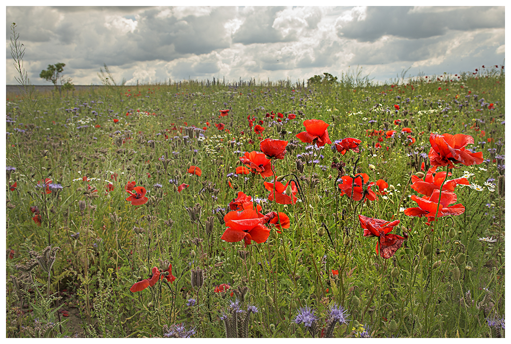 Sommerwiese