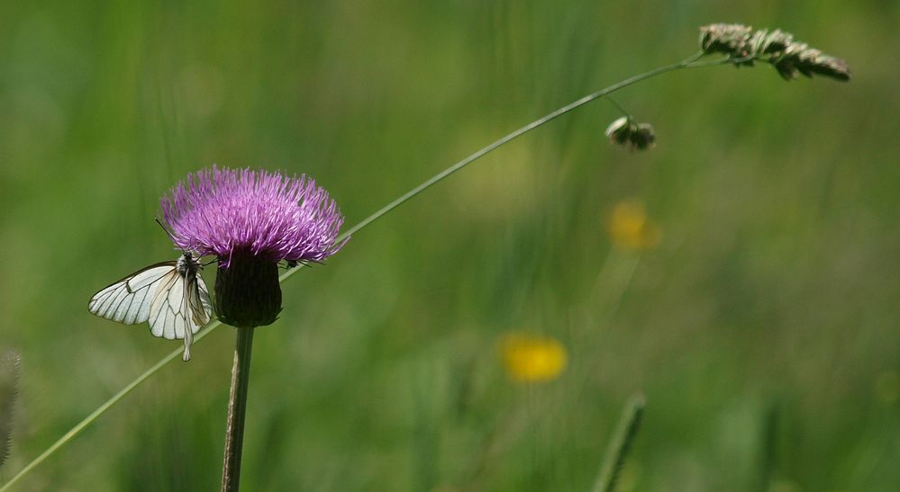 Sommerwiese