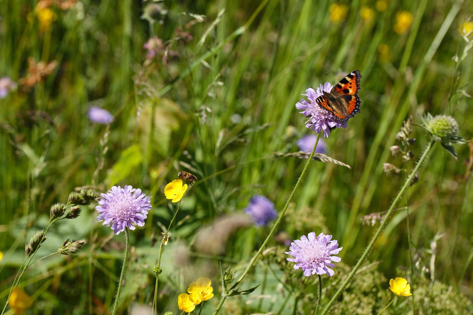 Sommerwiese