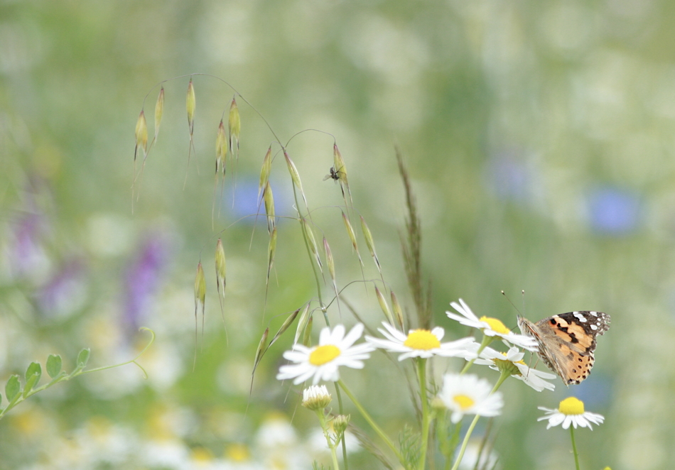 Sommerwiese