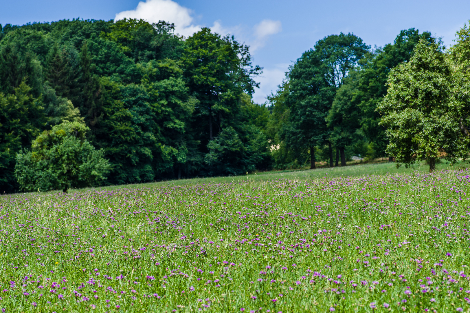 Sommerwiese (1)