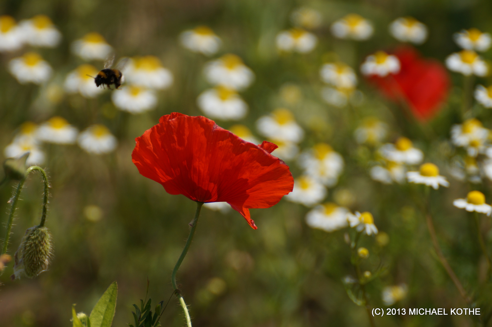 Sommerwiese