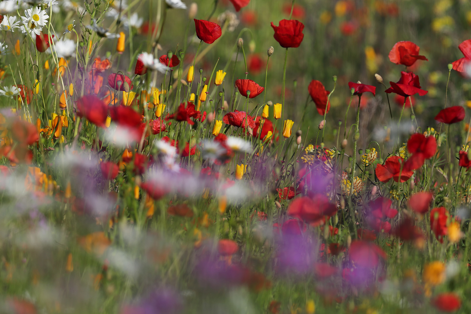 ...Sommerwiese...