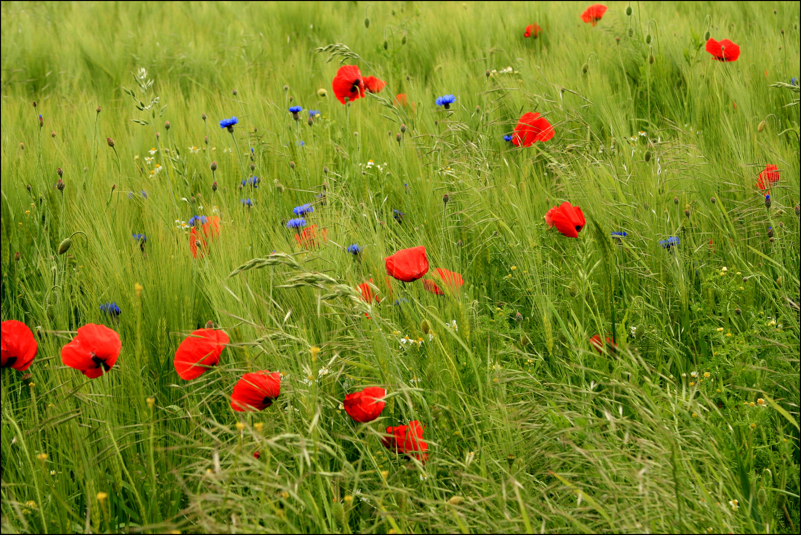 Sommerwiese