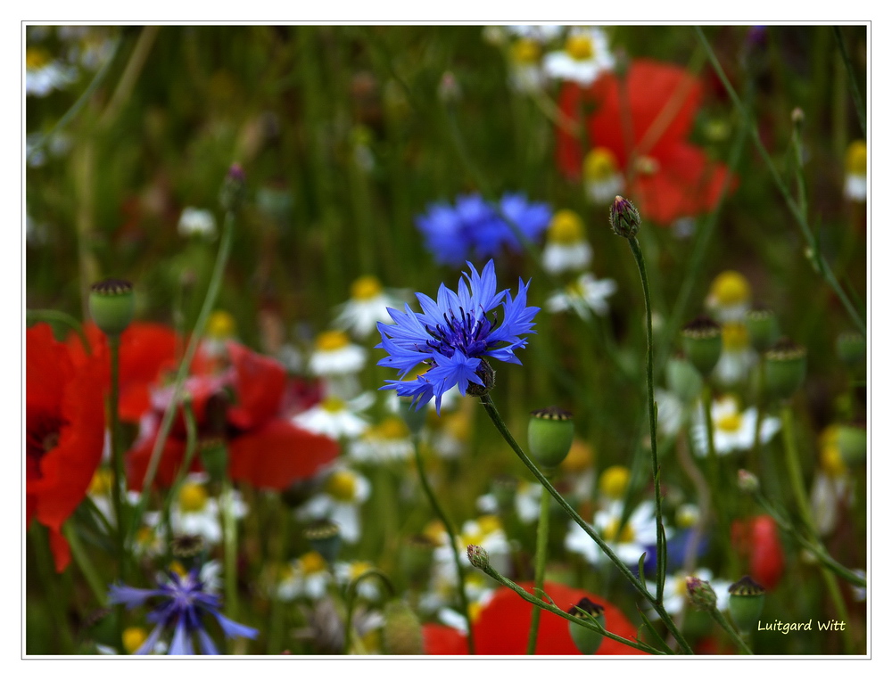 Sommerwiese