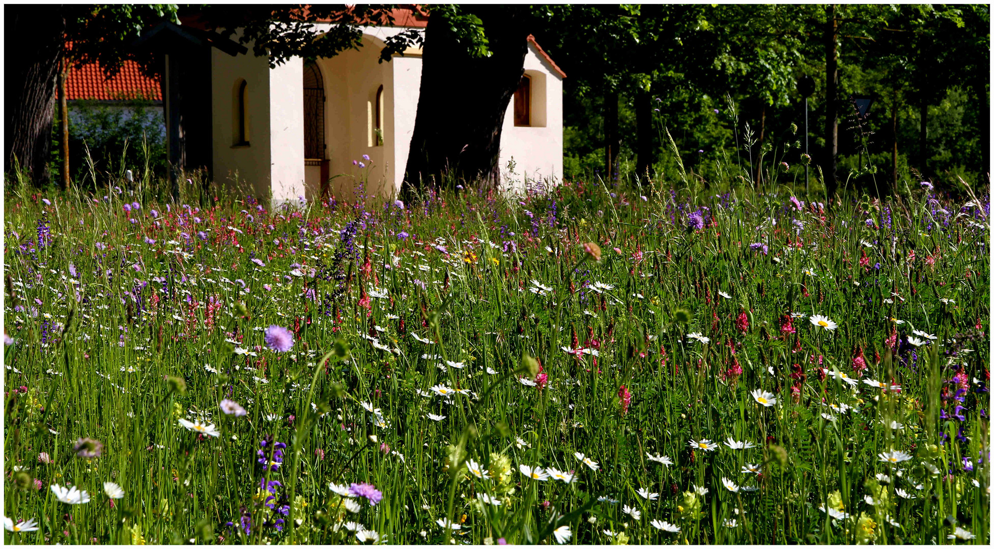 Sommerwiese