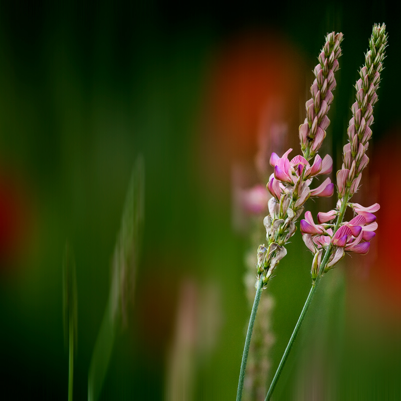 SommerWiese