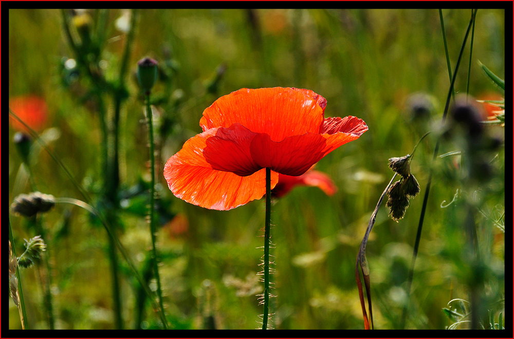 Sommerwiese