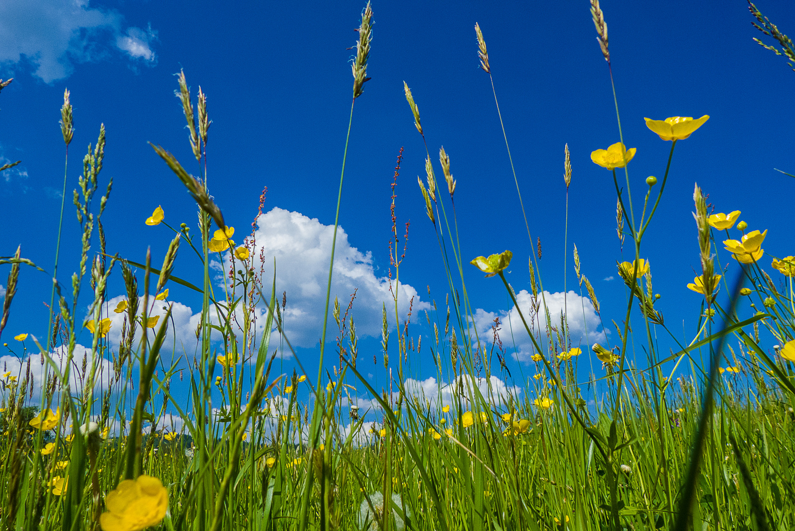Sommerwiese Foto Bild sommer  blau wiese Bilder  auf 
