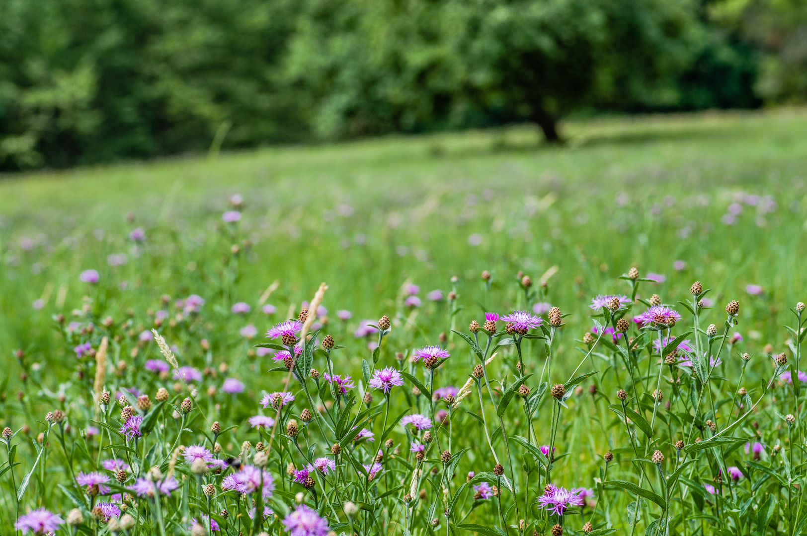 Sommerwiese (2)