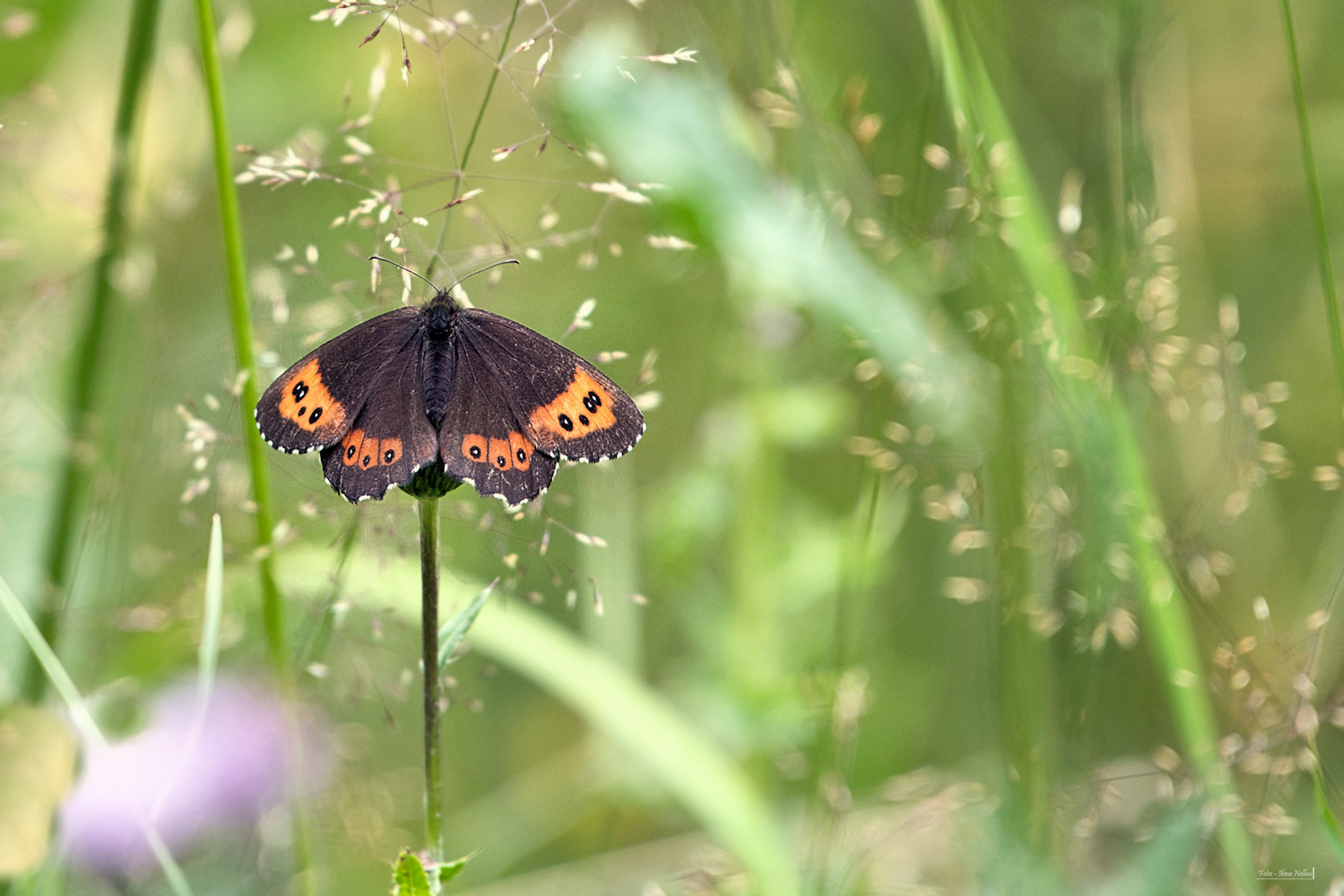 Sommerwiese