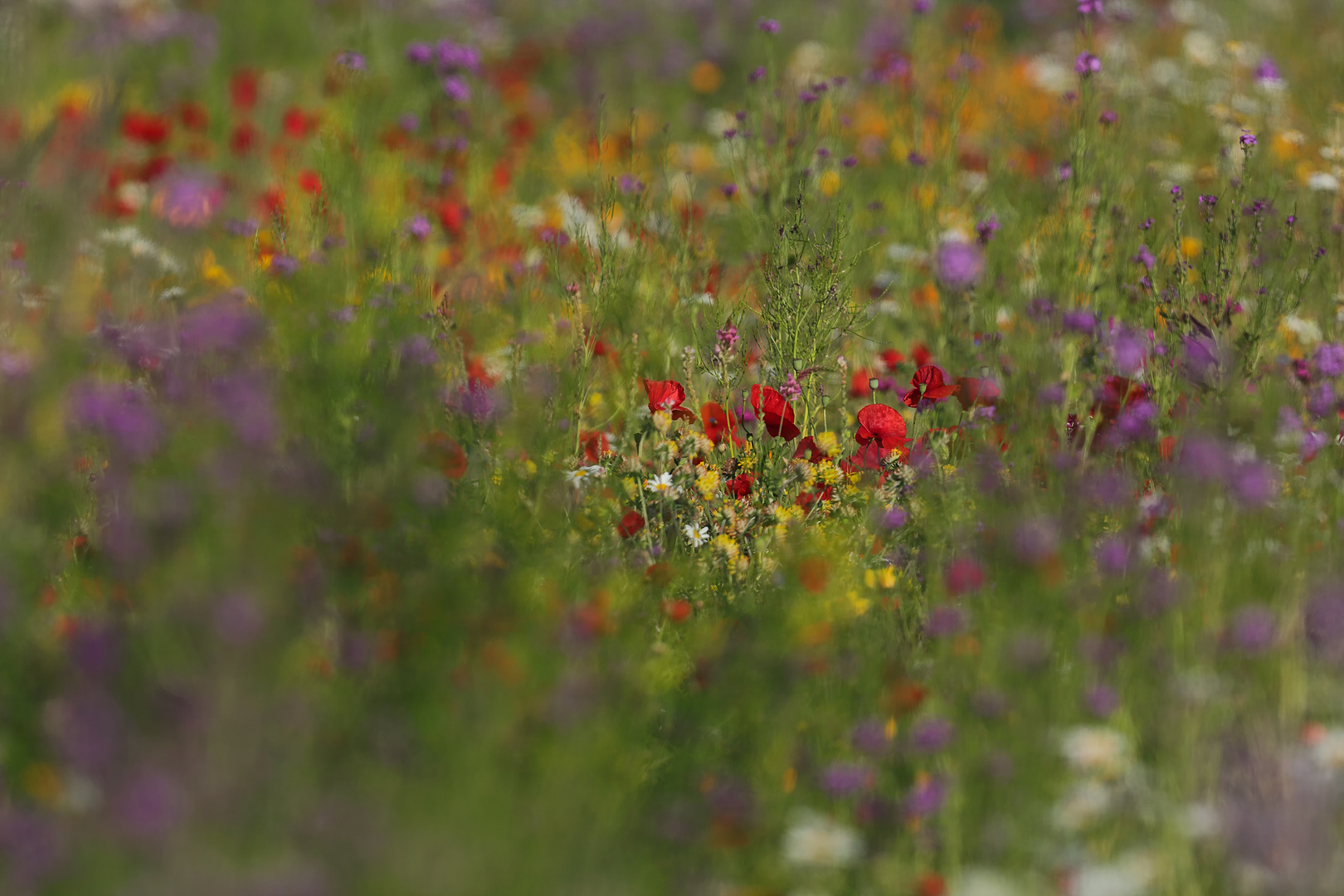 ...Sommerwiese...