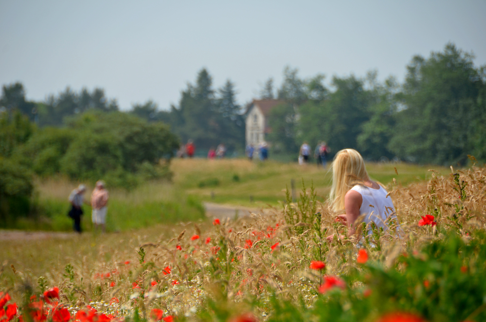 Sommerwiese