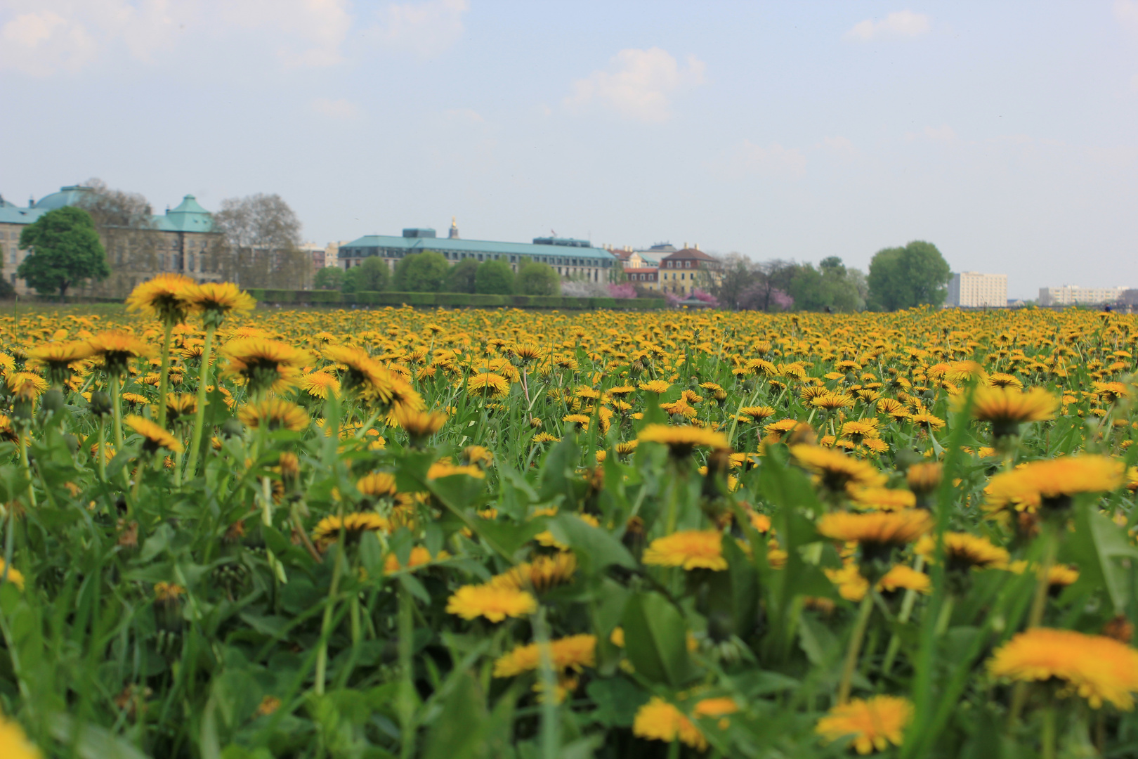 Sommerwiese