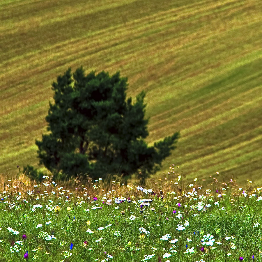 Sommerwiese