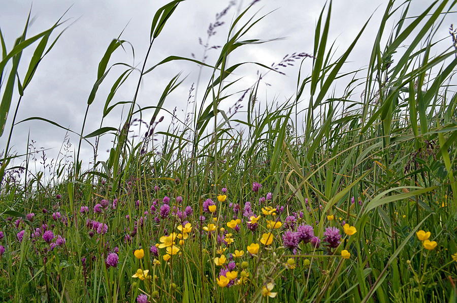 Sommerwiese?