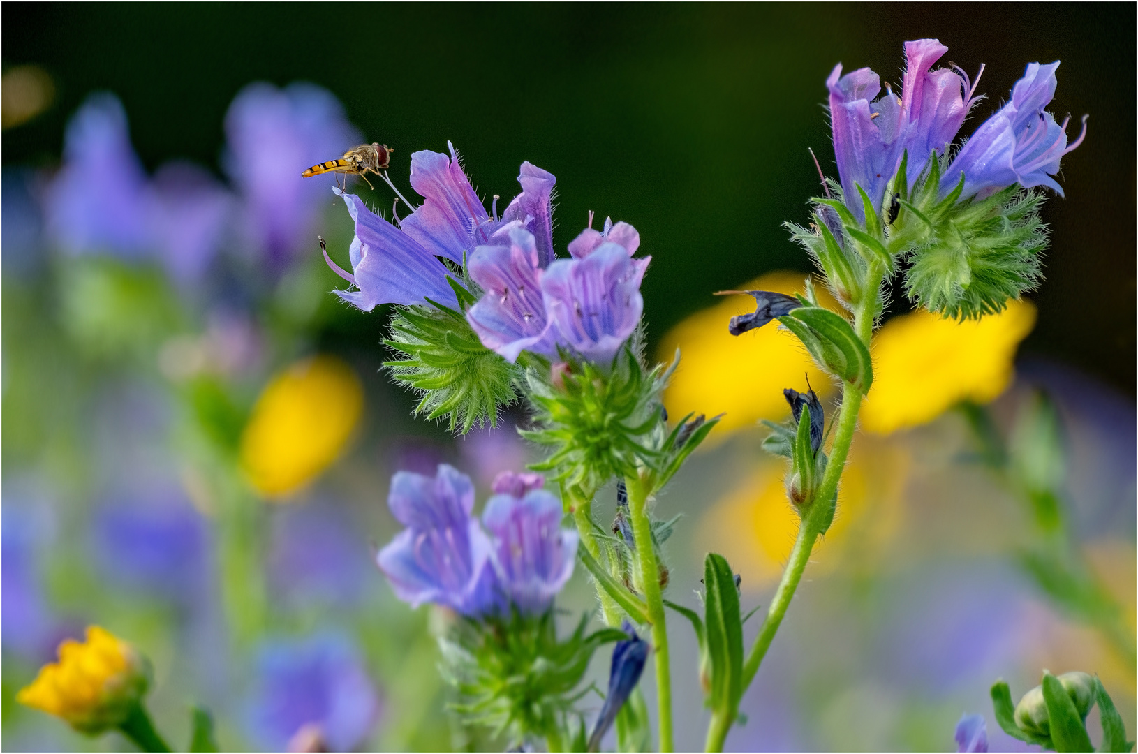 Sommerwiese