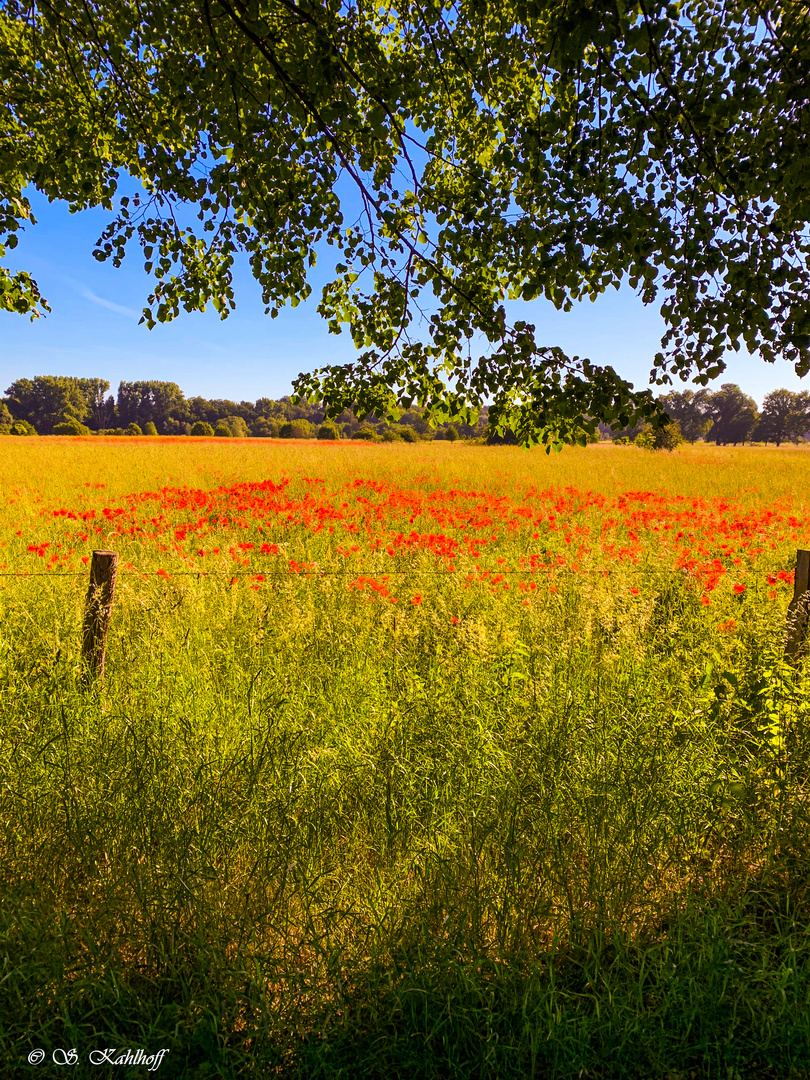 Sommerwiese