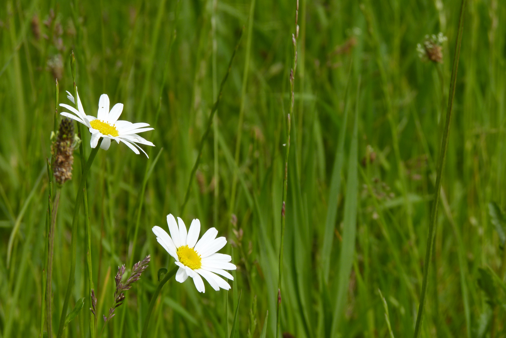 Sommerwiese