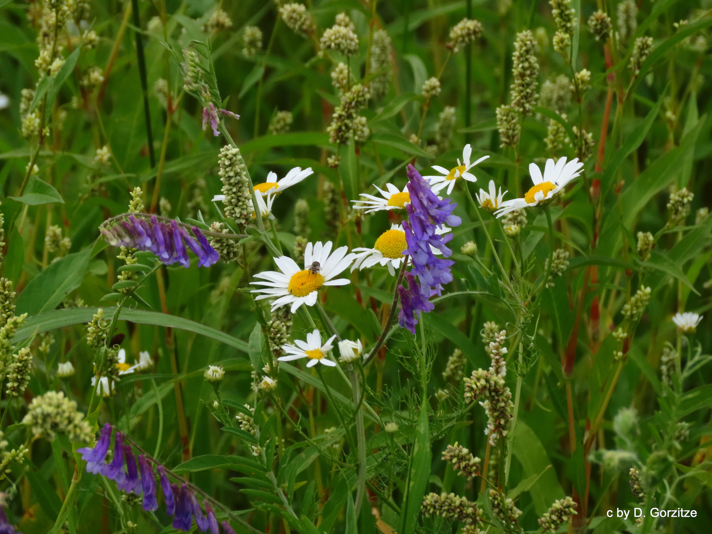 Sommerwiese !