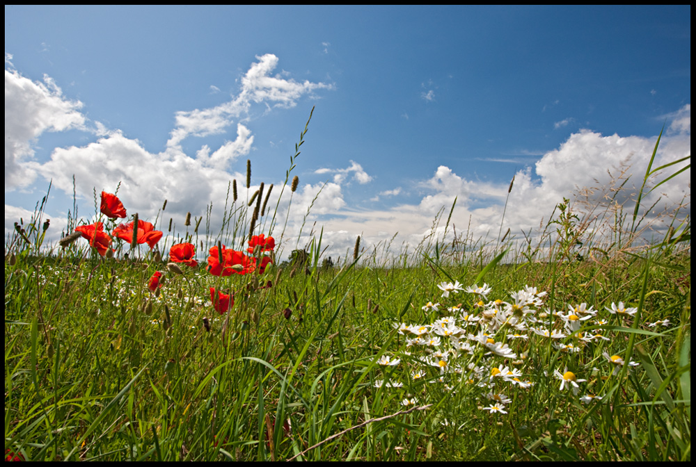 Sommerwiese