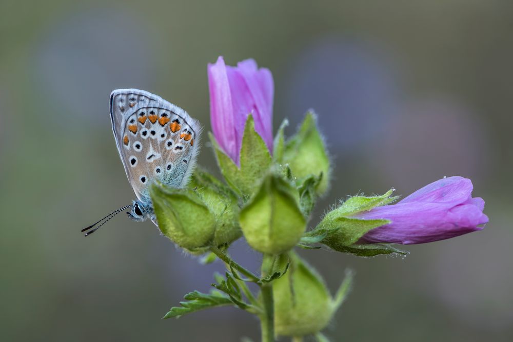 *Sommerwiese*