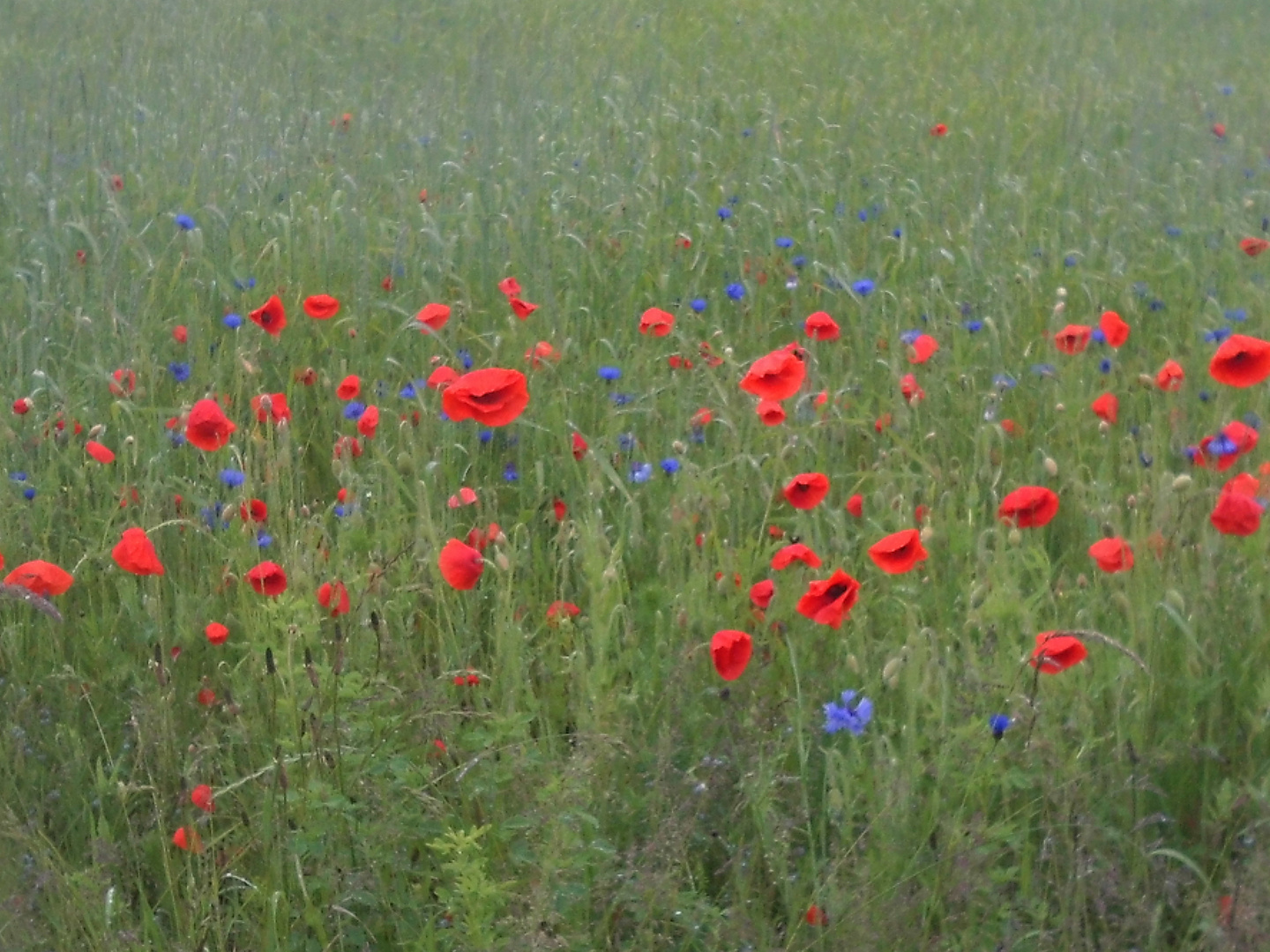 Sommerwiese