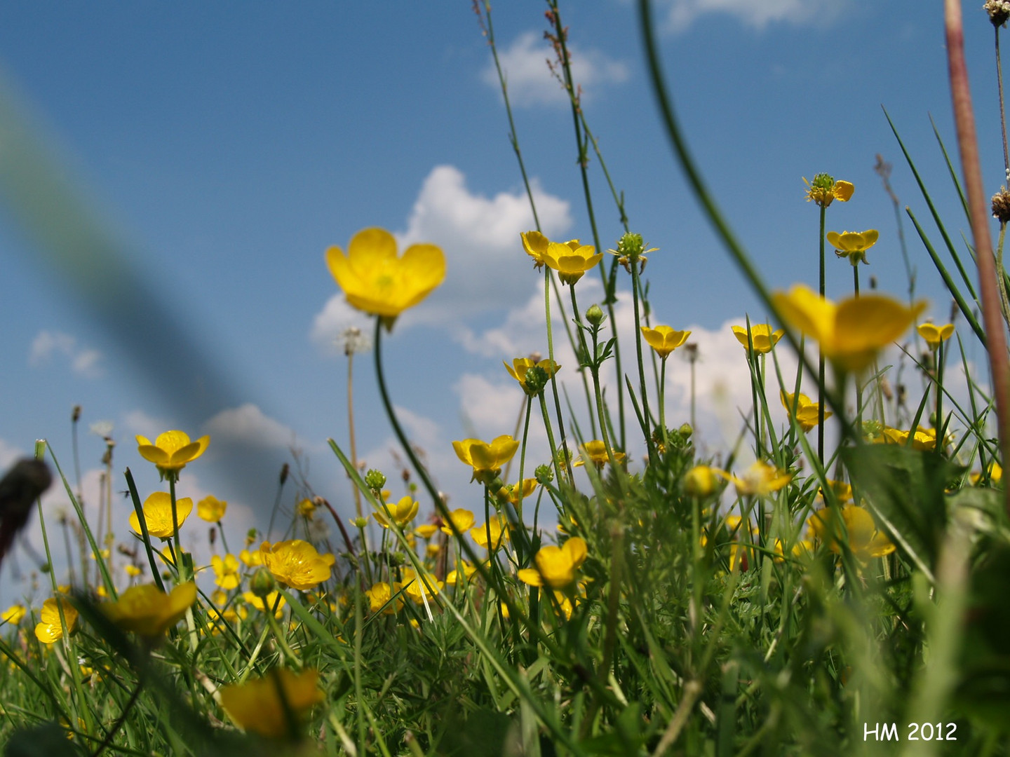 Sommerwiese