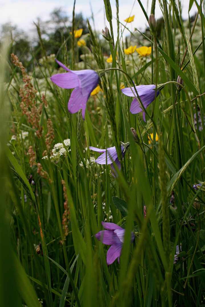 Sommerwiese