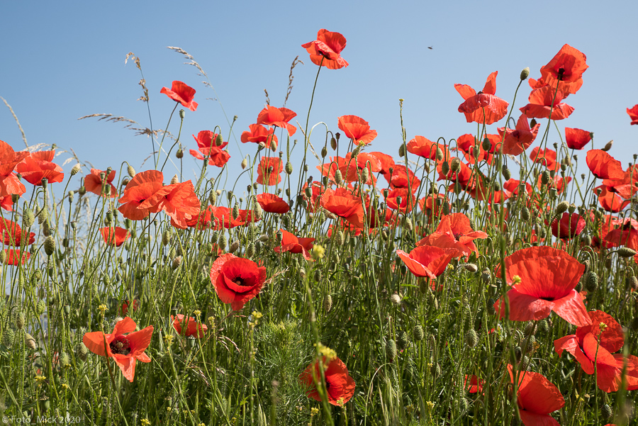 Sommerwiese