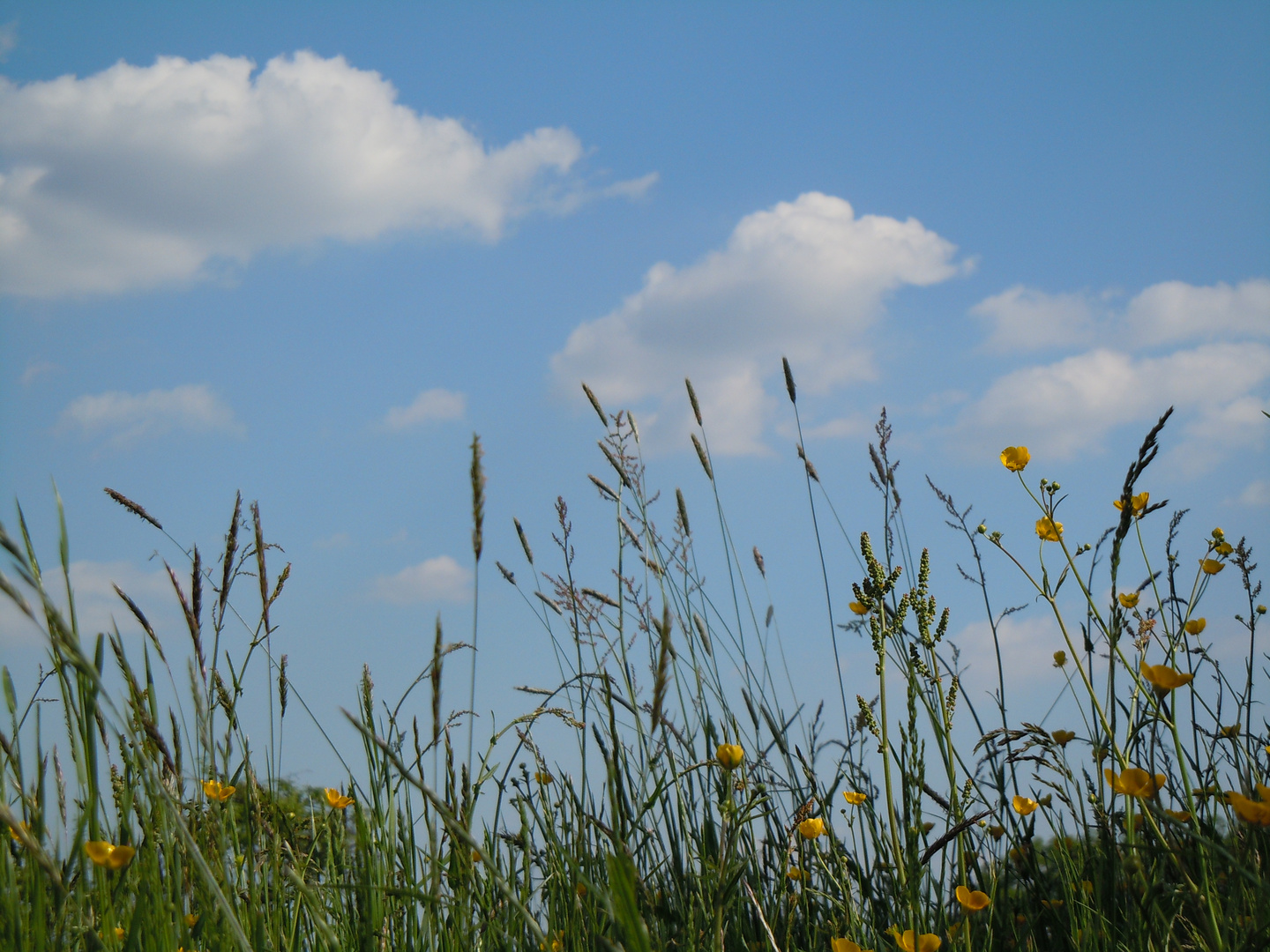 Sommerwiese